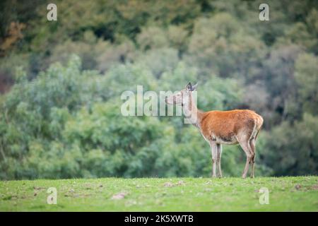 Dans l'herbe par le bois, une femelle de cerf rouge (Cervus elaphus) s'arrête de son pâturage à regarder dans la distance près de Horner Wood dans West Somerset Banque D'Images