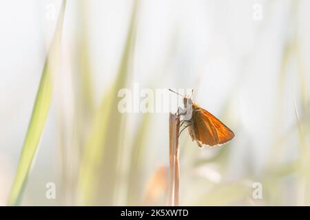 Un petit papillon de skipper (Thymelicus sylvestris) repose sur une tige en volant autour de Shapwick Heath, dans le Somerset niveaux Banque D'Images