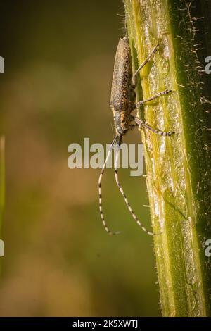 Gros plan d'un coléoptère gris à longues cornes aux fleurs dorées (Agapanthia villosoviridescens) assis sur une tige de la lande à Shapwick Heath, dans le Somerset Banque D'Images