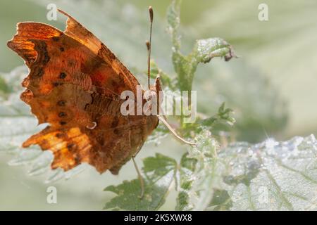 Un papillon virgule (Polygonia c-album) repose au soleil sur une feuille aux niveaux de Shapwick Heath, Avalon Marshes, Somerset Banque D'Images