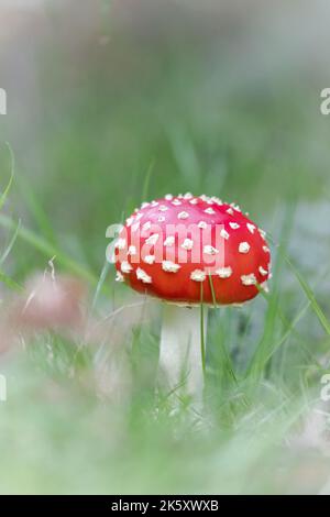 Un tabouret agarique de mouche fraîche (Amanita muscaria) pousse dans la prairie de Staple Plain, Quantocks, West Somerset Banque D'Images
