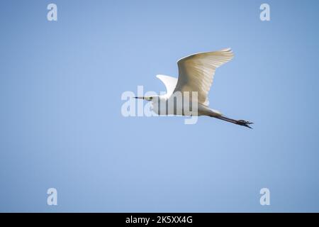 Une grande aigrette blanche (Ardea alba) vole dans le ciel bleu au-dessus de Westhay Moor dans le Somerset Banque D'Images