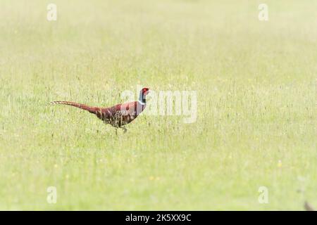 Un faisan mâle (Phasianus colchicus) traverse le pré près de Haddon Hill dans le Somerset Banque D'Images