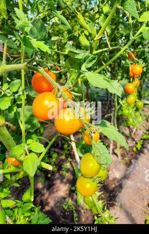 Gros plan vertical de tomates mûres poussant sur des vignes dans un jardin Banque D'Images