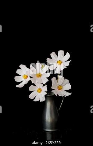 Fleurs Cosmos rose clair isolées sur fond. Banque D'Images