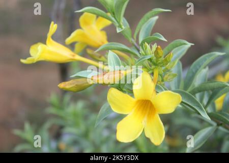 Gros plan de la belle fleur de la cathartica d'Allamanda dans le jardin. Cette fleur est également appelée trompette dorée, cloche jaune ou fleur de coupe de beurre. Généralement u Banque D'Images