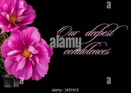 Fleurs Cosmos rose clair isolées sur fond. Banque D'Images