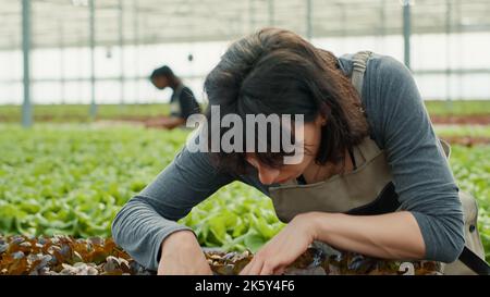 Portrait d'une femme de race blanche inspectant les cultures biologiques pour vérifier si les plantes sont endommagées avant la récolte et la livraison. Travailleur agricole dans l'environnement hydroponique qui contrôle la qualité de la laitue biologique. Banque D'Images