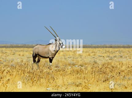 Isolé Gemsbok Oryx debout sur les plaines jaunes sèches, avec le vide Etosha Savanna dans le fond avec un ciel bleu pâle agréable, Etosha, Namibie, S Banque D'Images