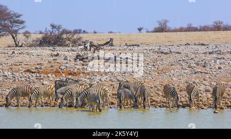 Troupeau de zèbre des plaines avec tête vers le bas en buvant d'un trou d'eau, avec un fond naturel de brousse et bleu pâle ciel clair dans le parc national d'Etosha, Namibi Banque D'Images