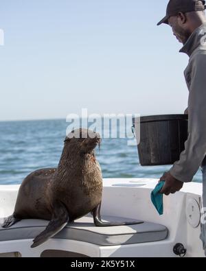 Un phoque sauvage saute sur un bateau touristique. Les guides les alimentent pour le plaisir des touristes à bord. Walvis Bay, Namibie Banque D'Images