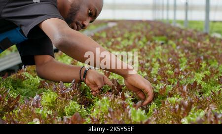 Gros plan sur les mains d'homme afro-américain inspectant les plantes faisant le contrôle de qualité regardant les plantules pour les feuilles endommagées. Travailleur agricole biologique inspectant les pousses de laitue bio pour des récoltes de meilleure qualité. Banque D'Images