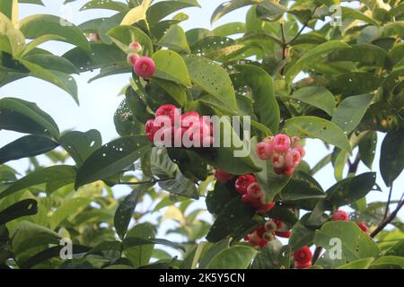 Photo défocuée de fruit de goyave rouge accroché à l'arbre. Banque D'Images