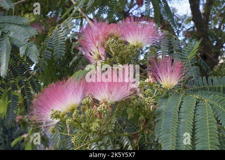 Détail des inflorescences de la soie perse, Albizia julibrissin, Fabaceae Banque D'Images