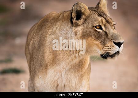 Lion - Grand chat sauvage originaire d'Afrique et d'Inde, ce bel animal est roi de la jungle. Forte, sauvage et libre Banque D'Images