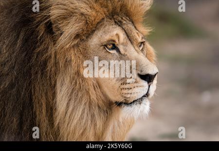 Lion - Grand chat sauvage originaire d'Afrique et d'Inde, ce bel animal est roi de la jungle. Forte, sauvage et libre Banque D'Images