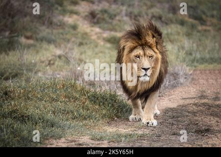 Lion - Grand chat sauvage originaire d'Afrique et d'Inde, ce bel animal est roi de la jungle. Forte, sauvage et libre Banque D'Images