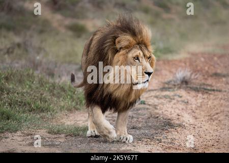 Lion - Grand chat sauvage originaire d'Afrique et d'Inde, ce bel animal est roi de la jungle. Forte, sauvage et libre Banque D'Images