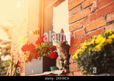 Tabby chat assis sur le rebord de la fenêtre en regardant droit. Photo de haute qualité Banque D'Images