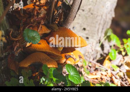 Champignons toxiques dans la forêt le jour ensoleillé d'octobre Banque D'Images