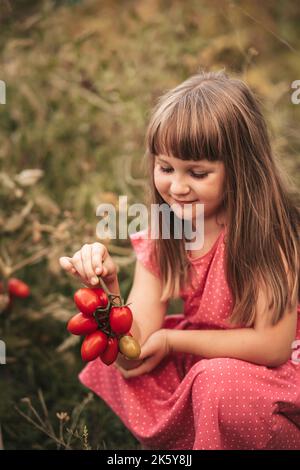 petite fille récolte de la tomate dans le potager Banque D'Images