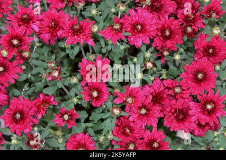 Un fond de fleur rouge foncé de chrysanthème Banque D'Images