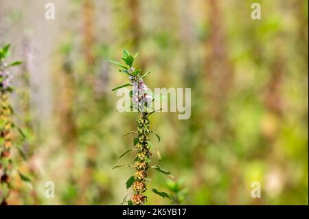 Plante médicinale leonurus cadriaca ou motherwort poussant dans le jardin en été Banque D'Images