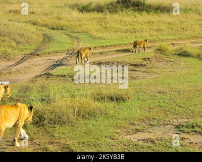 Lions en mouvement, Parc national du Serengeti, Tanzanie, Afrique de l'est Banque D'Images