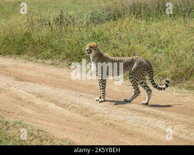 Cheetah on the Alert, Parc national du Serengeti, Tanzanie, Afrique de l'est Banque D'Images