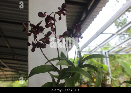 Foyer sélectif de la belle orchidée dendrobium (Dendrobium sp.) fleur dans le jardin. Famille: Orchidaceae. Banque D'Images