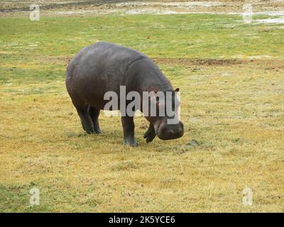 Hippopotame paître à Grassy Field, Tanzanie, Afrique de l'est Banque D'Images