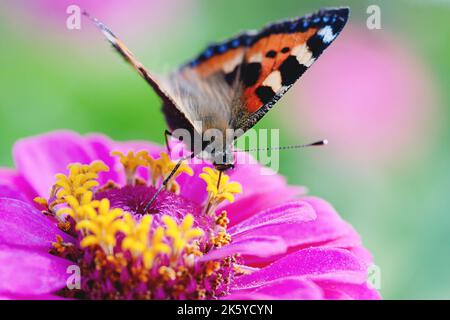 Recherche de papillons dans le jardin, Tortoiseshell papillon - Aglais urticae, Nymphalis urticae en gros plan Banque D'Images