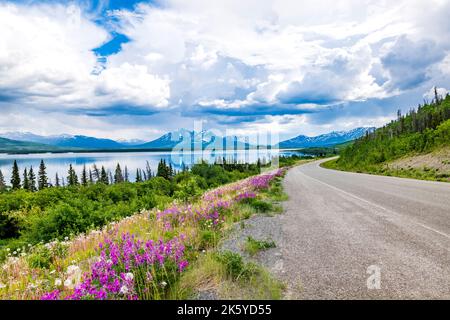 Le Fireweed pousse le long du lac Kathleen; parc national et réserve Kluane; Haines Highway; Alaska; États-Unis Banque D'Images