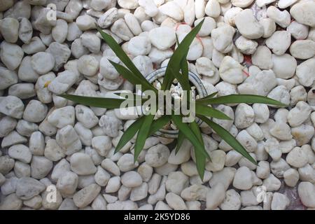 Beauté des plantes ornementales sur fond de pierre blanche dans le jardin. Mise au point sélective. Contexte de la nature. Banque D'Images