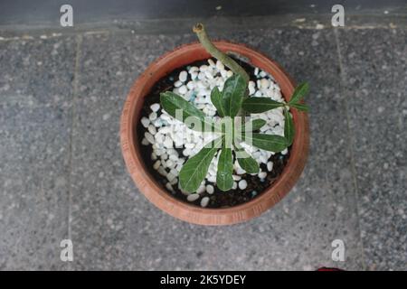 Gros plan de frangipani bonsai japonais plante ornementale en pot. Le nom scientifique est adenium obesum. Utilisé pour l'arrière-plan de la nature. Banque D'Images