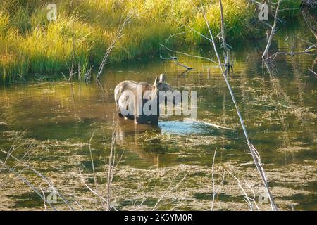 Parc national de Grand Teton, Wyoming, États-Unis. Orignal mangeant dans un étang le long de Moose Wilson Road Banque D'Images