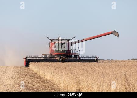 Une moissonneuse-batteuse case IH récolte du soja dans le comté de Warren, Illinois Banque D'Images