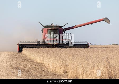 Une moissonneuse-batteuse case IH récolte du soja dans le comté de Warren, Illinois Banque D'Images