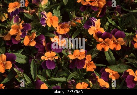 VIOLA X CORNUTA BICOLORE COMMUNÉMENT CONNUE COMME VIOLETTE CORNUE OU PENSÉE CORNUE. AUSTRALIE. Banque D'Images