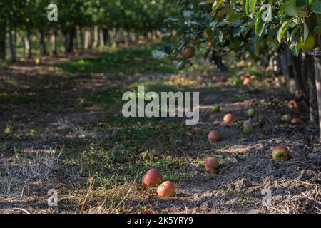 Verger de pommes aux fruits mûrs. Lumière du soleil sur les arbres, les grandes pommes sont délicieuses et juteuses, prêtes à manger Banque D'Images