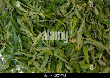 Feuilles de verveine séchées pour tisane Banque D'Images