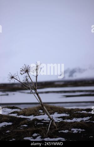 Photos de la faune et de l'environnement de l'Islande Banque D'Images