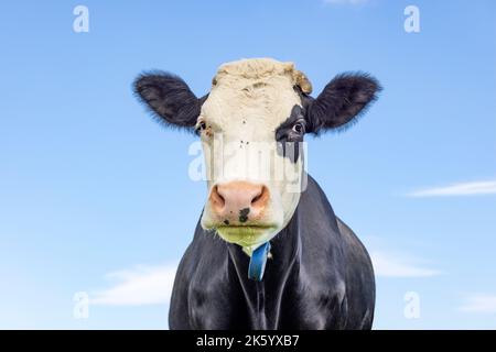 Jolie vache, noire et blanche avec eyepatch, vue de face, nez rose, photo moyenne Banque D'Images