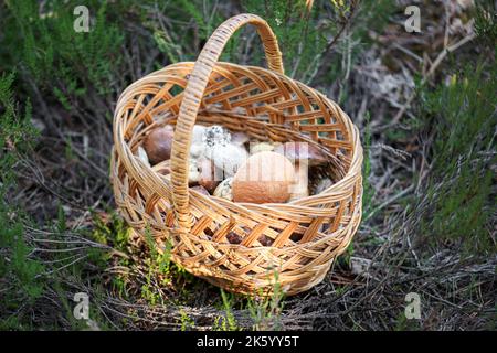 Champignons sauvages de forêt comestibles fraîchement récoltés dans un panier en osier dans la nature Banque D'Images