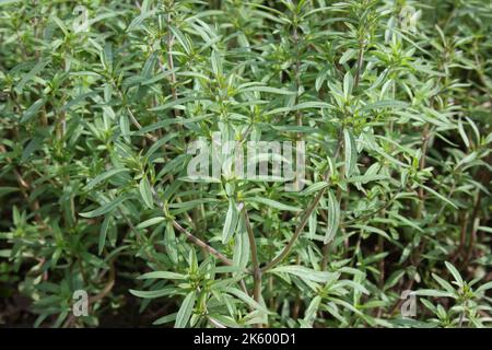 Été salé (Satureja hortensis) dans le jardin. Banque D'Images