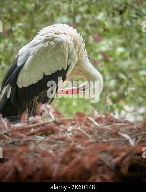 Une cigogne blanche dans le nid nettoie ses plumes Banque D'Images
