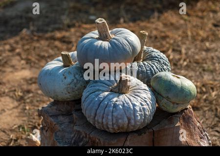 Citrouilles sur la souche d'arbre pendant la journée ensoleillée Banque D'Images