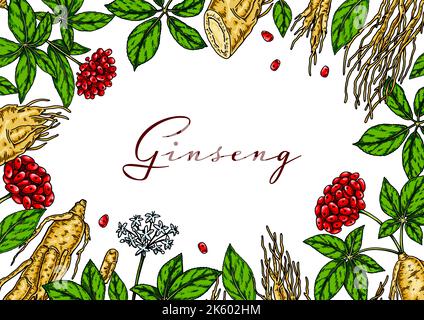 Ginseng design horizontal coloré. Illustration vectorielle botanique dessinée à la main dans un style d'esquisse. Peut être utilisé pour l'emballage, l'étiquette, le badge. Médecine à base de plantes Illustration de Vecteur