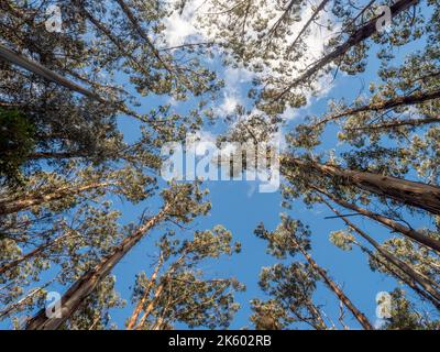 Eucalyptus dominant le ciel Banque D'Images