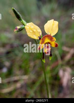 Fleur d'orchidée âne Banque D'Images